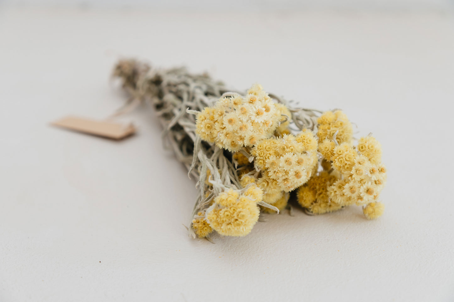 Raw Bunchs - Anaphalis natural yellow